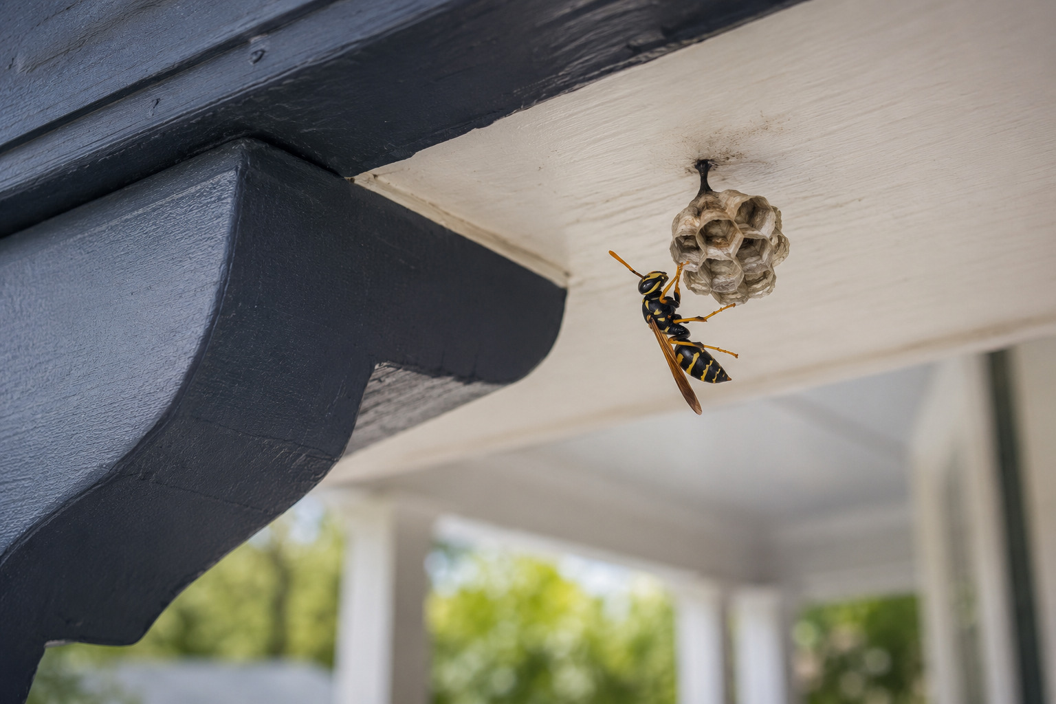 Paper wasp and nest under a porch eave